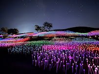 Field of Light photo 4