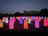 Field of Light photo 5