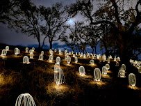 Field of Light photo 6