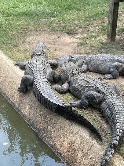 Gators and Friends