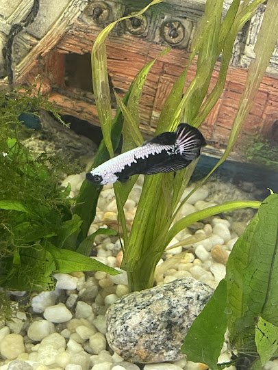 Too Many Tanks photo 5