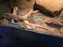 The Reptile Room - St.Louis photo 4