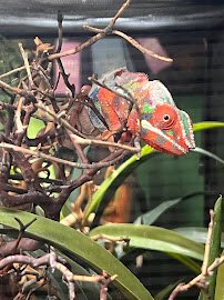 The Reptile Room - St.Louis photo 6