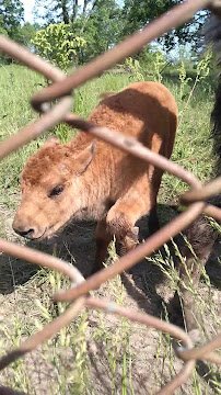 Native Hoofed Animal Enclosure photo 2
