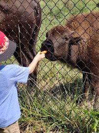 Native Hoofed Animal Enclosure photo 3