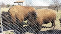 Native Hoofed Animal Enclosure photo 4