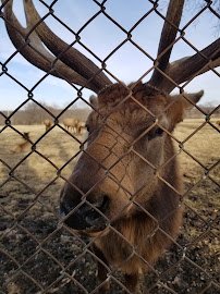 Native Hoofed Animal Enclosure photo 5
