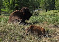 Native Hoofed Animal Enclosure photo 6