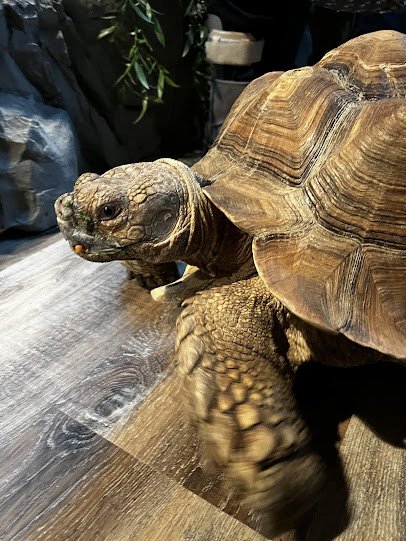Reptile Adventure Zoo photo 3