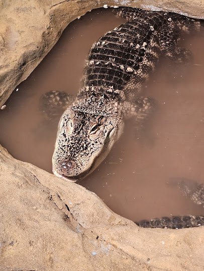 Reptile Adventure Zoo photo 5