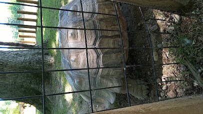 Louisiana Purchase Gardens & Zoo photo 2