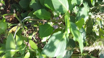 Sophia M. Sachs Butterfly House photo 2