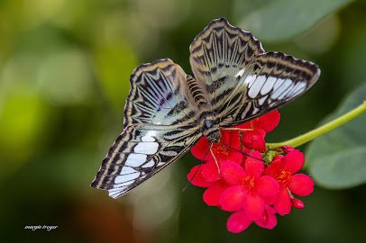 Sophia M. Sachs Butterfly House photo 5