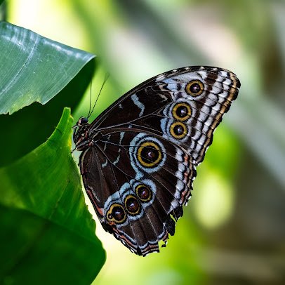 Sophia M. Sachs Butterfly House photo 6
