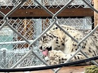 Big Bear Alpine Zoo photo 5