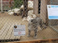 Big Bear Alpine Zoo photo 6