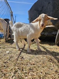 Rancho Los Fonseca photo 3