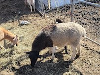 Rancho Los Fonseca photo 4