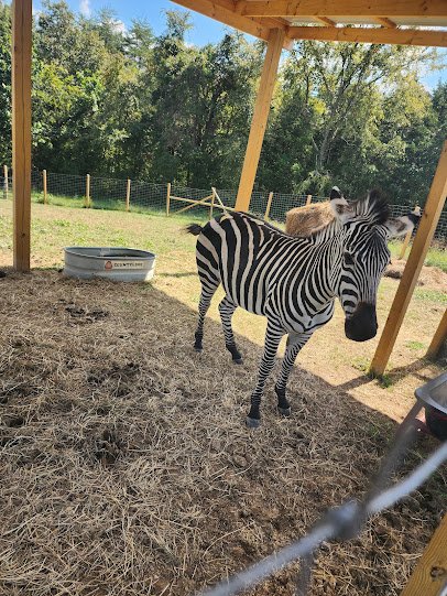 Springtime Exotic Petting Farm Sevierville photo 3