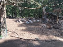 Petting Zoo