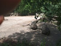 Petting Zoo photo 3