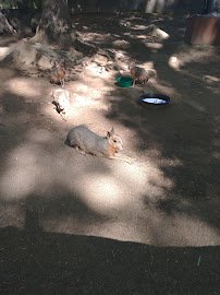 Petting Zoo photo 4