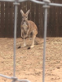 A2Z therapeutic Petting Zoo