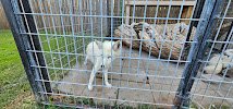A2Z therapeutic Petting Zoo photo 2