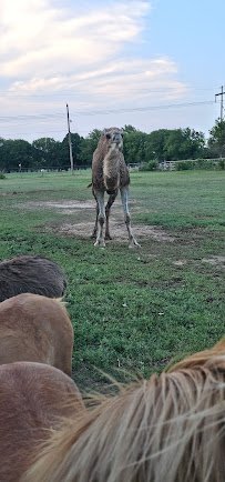A2Z therapeutic Petting Zoo photo 3