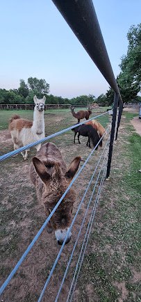 A2Z therapeutic Petting Zoo photo 6