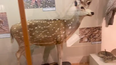 MSU Museum photo 2