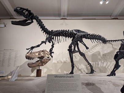 MSU Museum photo 4