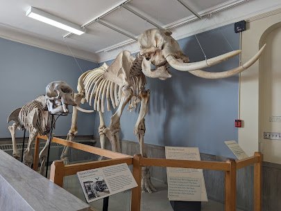 MSU Museum photo 5