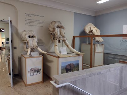 MSU Museum photo 6