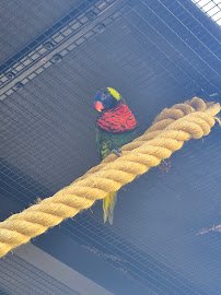 Parrot Playhouse photo 2