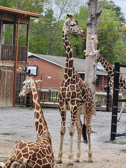 Hattiesburg Zoo photo 4