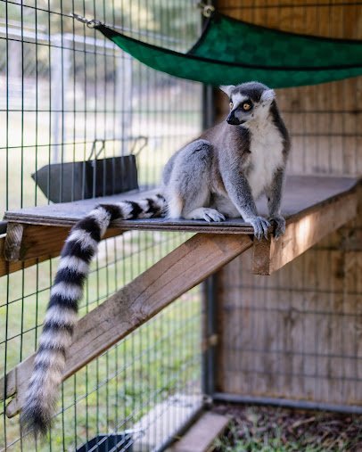 The Haven Zoo photo 4