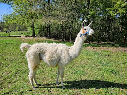 The Haven Zoo photo 5