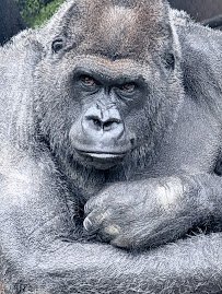 Franklin Park Zoo photo 5