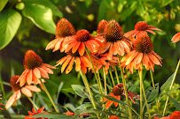 The Arboretum, State Botanical Garden of Kentucky photo 6