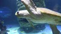 SEA LIFE Orlando Aquarium photo 2