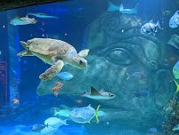SEA LIFE Orlando Aquarium photo 5