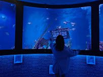 SEA LIFE Orlando Aquarium photo 6