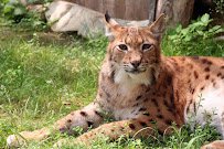 Animal Adventures Family Zoo & Rescue Center