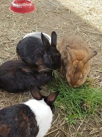 Animal Adventures Family Zoo & Rescue Center photo 3