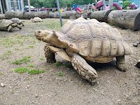 Animal Adventures Family Zoo & Rescue Center photo 4