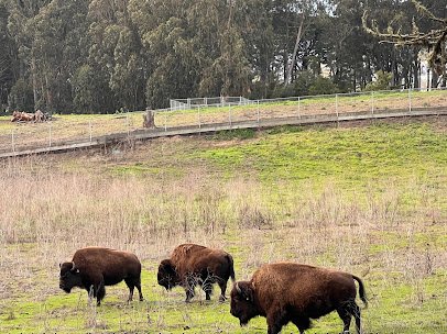 Bison Paddock photo 3