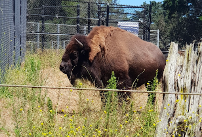 Bison Paddock photo 4