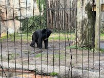 Asia - Trail of the Tiger