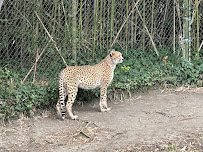 Asia - Trail of the Tiger photo 2